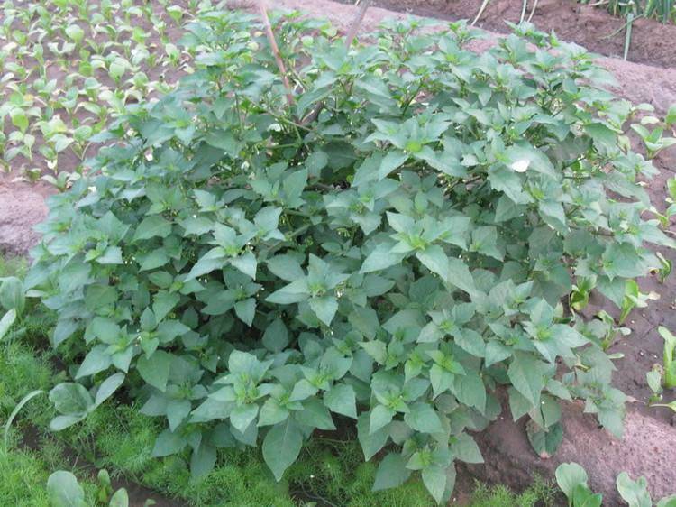 龙葵,全株入药,可散瘀消肿,清热解毒.喜生于田边,荒地及村庄附近.