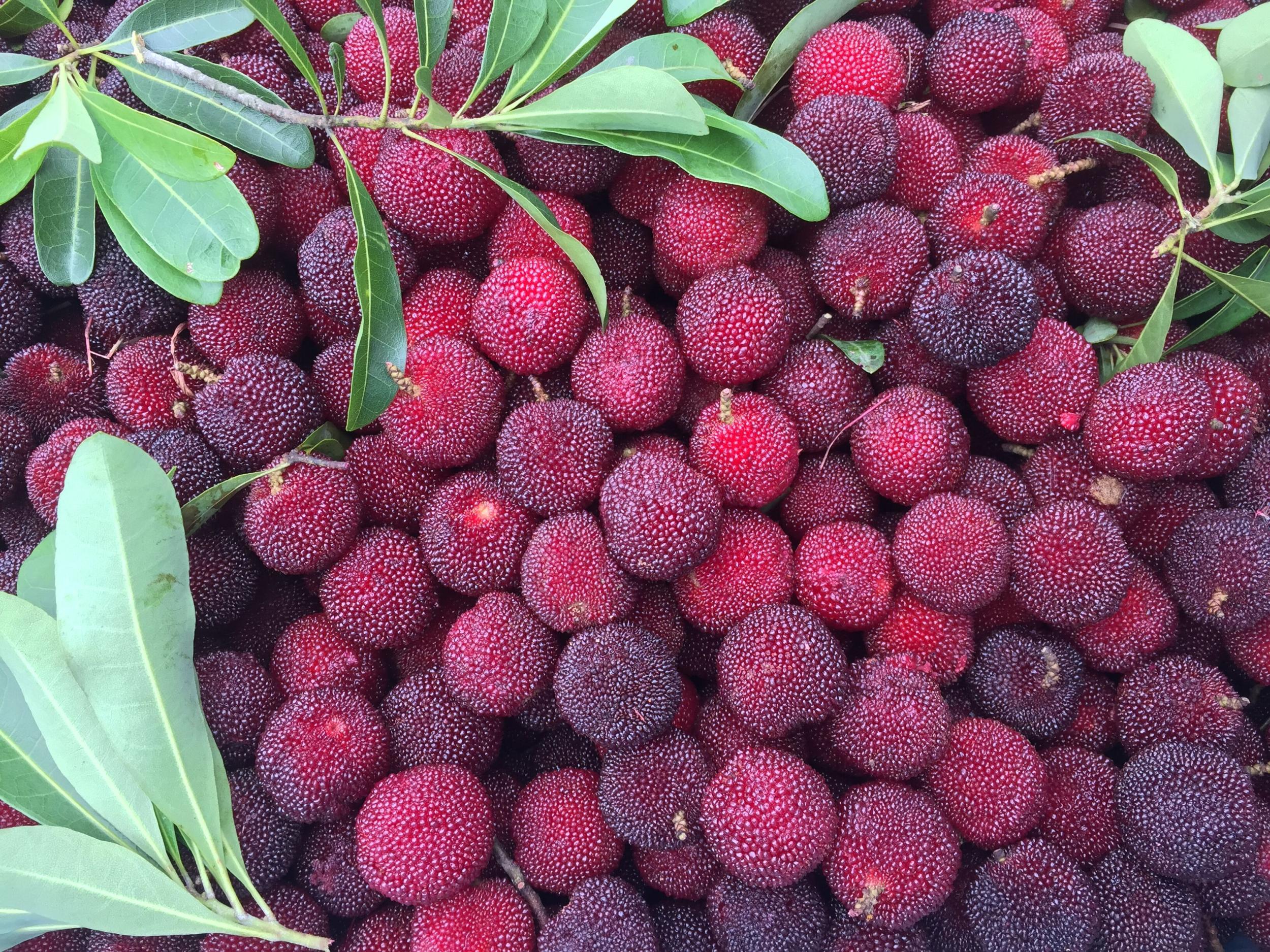 美味前岐杨梅福鼎市区专场团购测试请勿购买