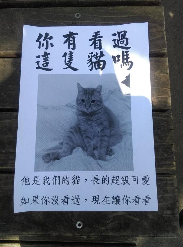 这奇葩的寻猫启示不仅不惨还异常的搞笑